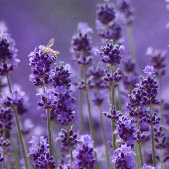 lavender263